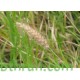 بذور عشبة السبط-Cenchrus ciliaris بذور عشبة السبط-Cenchrus ciliaris