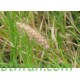 بذور عشبة السبط-Cenchrus ciliaris