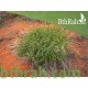 بذور عشبة السبط-Cenchrus ciliaris بذور عشبة السبط-Cenchrus ciliaris