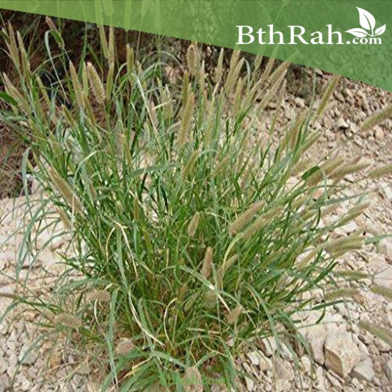 بذور عشبة السبط-Cenchrus ciliaris