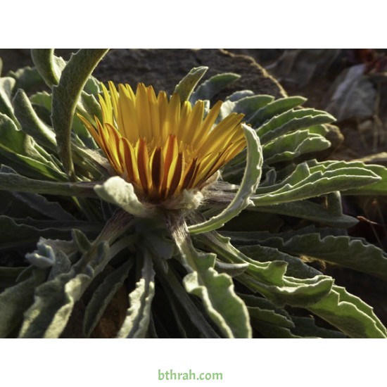 بذور النقد Anvillea platycarpa بذور النقد Anvillea platycarpa