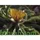 بذور النقد Anvillea platycarpa بذور النقد Anvillea platycarpa