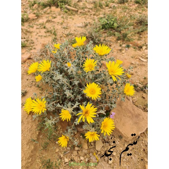 بذور النقد Anvillea platycarpa بذور النقد Anvillea platycarpa