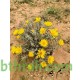 بذور النقد Anvillea platycarpa بذور النقد Anvillea platycarpa