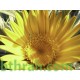 بذور النقد Anvillea platycarpa بذور النقد Anvillea platycarpa