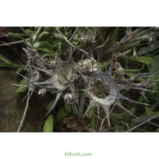 بذور النقد Anvillea platycarpa بذور النقد Anvillea platycarpa