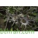 بذور النقد Anvillea platycarpa بذور النقد Anvillea platycarpa