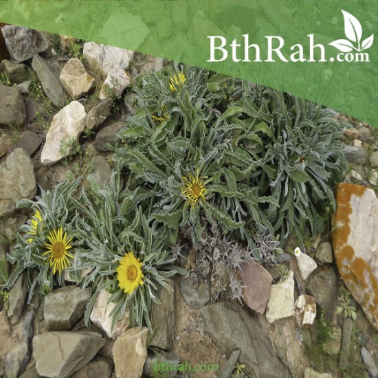 بذور النقد Anvillea platycarpa بذور النقد Anvillea platycarpa