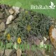 بذور النقد Anvillea platycarpa بذور النقد Anvillea platycarpa