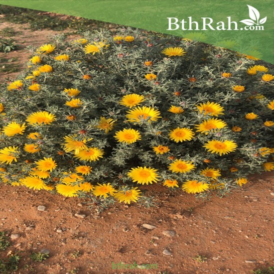 بذور النقد Anvillea platycarpa بذور النقد Anvillea platycarpa