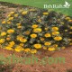 بذور النقد Anvillea platycarpa بذور النقد Anvillea platycarpa