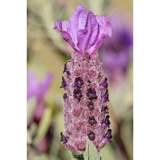 بذور الشيح الجبلي-Lavandula stoechas بذور الشيح الجبلي-Lavandula stoechas