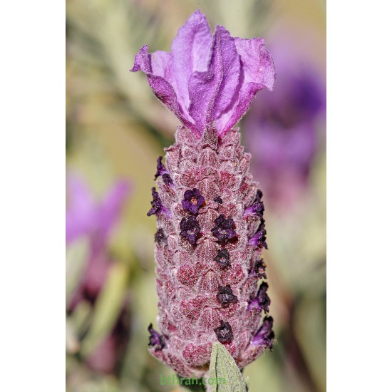 بذور الشيح الجبلي-Lavandula stoechas بذور الشيح الجبلي-Lavandula stoechas