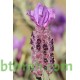 بذور الشيح الجبلي-Lavandula stoechas بذور الشيح الجبلي-Lavandula stoechas