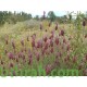 بذور الشيح الجبلي-Lavandula stoechas بذور الشيح الجبلي-Lavandula stoechas