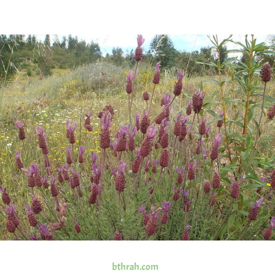 بذور الشيح الجبلي-Lavandula stoechas بذور الشيح الجبلي-Lavandula stoechas