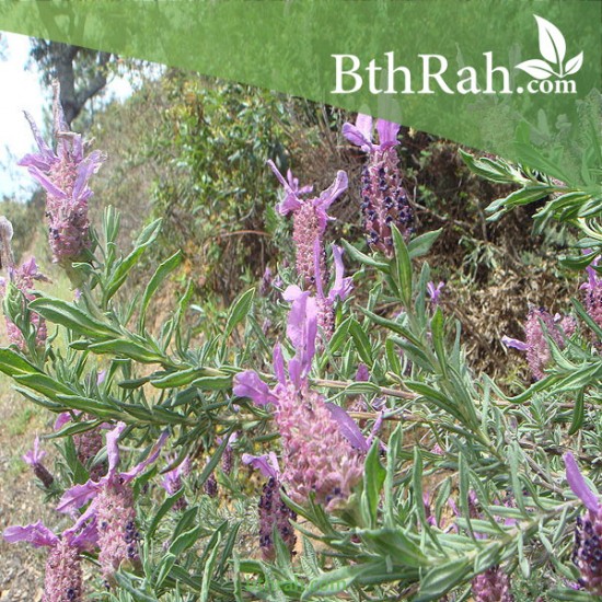 بذور الشيح الجبلي-Lavandula stoechas بذور الشيح الجبلي-Lavandula stoechas