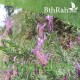بذور الشيح الجبلي-Lavandula stoechas بذور الشيح الجبلي-Lavandula stoechas