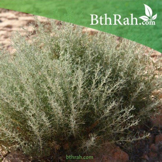 بذور الشيح الجبلي-Lavandula stoechas بذور الشيح الجبلي-Lavandula stoechas