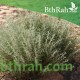 بذور الشيح الجبلي-Lavandula stoechas بذور الشيح الجبلي-Lavandula stoechas
