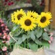بذور دوار الشمس القزمي-Helianthus pumilus 