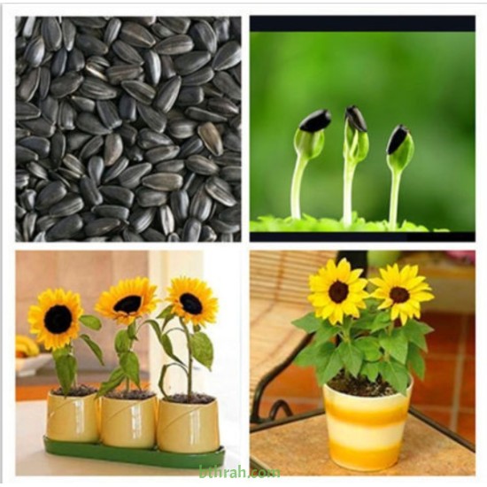 بذور دوار الشمس القزمي-Helianthus pumilus 