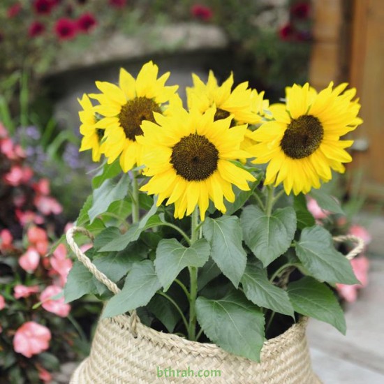بذور دوار الشمس القزمي-Helianthus pumilus- dwarf Sunflower بذور دوار الشمس القزمي-Helianthus pumilus- dwarf Sunflower