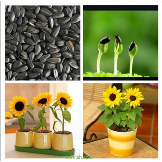 بذور دوار الشمس القزمي-Helianthus pumilus- dwarf Sunflower بذور دوار الشمس القزمي-Helianthus pumilus- dwarf Sunflower