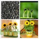 بذور دوار الشمس القزمي-Helianthus pumilus- dwarf Sunflower بذور دوار الشمس القزمي-Helianthus pumilus- dwarf Sunflower