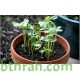 بذور دوار الشمس القزمي-Helianthus pumilus- dwarf Sunflower بذور دوار الشمس القزمي-Helianthus pumilus- dwarf Sunflower
