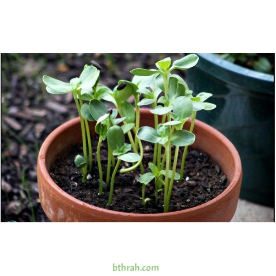 بذور دوار الشمس القزمي-Helianthus pumilus 