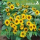 بذور دوار الشمس القزمي-Helianthus pumilus 