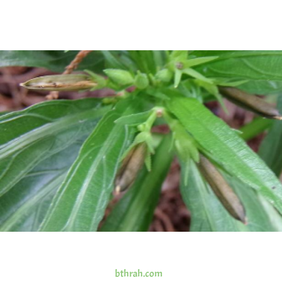 بذور رويليا ( البتونيا البرية )Ruellia tuberosa 