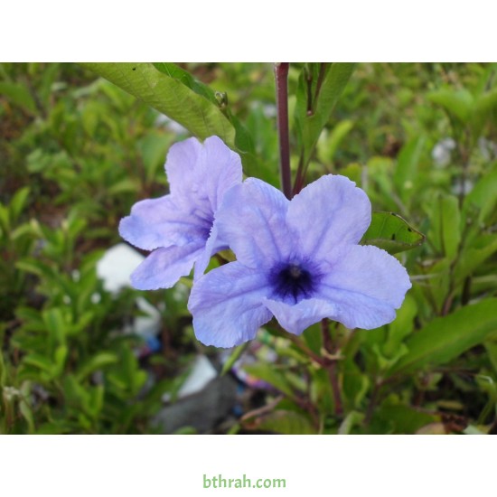 بذور رويليا ( البتونيا البرية )Ruellia tuberosa بذور رويليا ( البتونيا البرية )Ruellia tuberosa