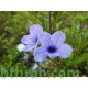 بذور رويليا ( البتونيا البرية )Ruellia tuberosa بذور رويليا ( البتونيا البرية )Ruellia tuberosa