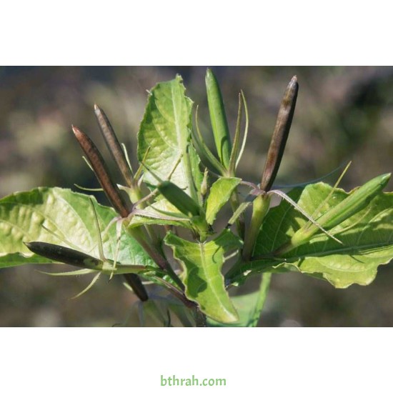 بذور رويليا ( البتونيا البرية )Ruellia tuberosa بذور رويليا ( البتونيا البرية )Ruellia tuberosa