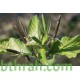 بذور رويليا ( البتونيا البرية )Ruellia tuberosa بذور رويليا ( البتونيا البرية )Ruellia tuberosa