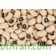 بذور نبات اللوبيا-Vigna unguiculata بذور نبات اللوبيا-Vigna unguiculata
