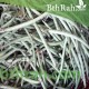 بذور نبات اللوبيا-Vigna unguiculata 