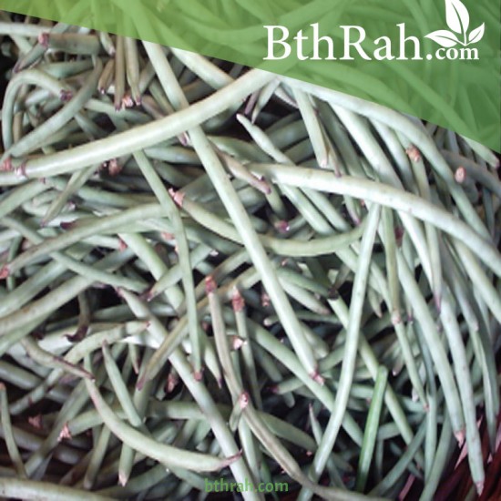 بذور نبات اللوبيا-Vigna unguiculata بذور نبات اللوبيا-Vigna unguiculata
