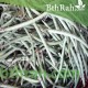 بذور نبات اللوبيا-Vigna unguiculata بذور نبات اللوبيا-Vigna unguiculata