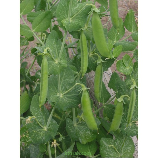 بذور البازلاء-البسلة-Pea بذور البازلاء-البسلة-Pea