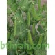 بذور البازلاء-البسلة-Pea بذور البازلاء-البسلة-Pea