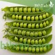 بذور البازلاء-البسلة-Pea بذور البازلاء-البسلة-Pea