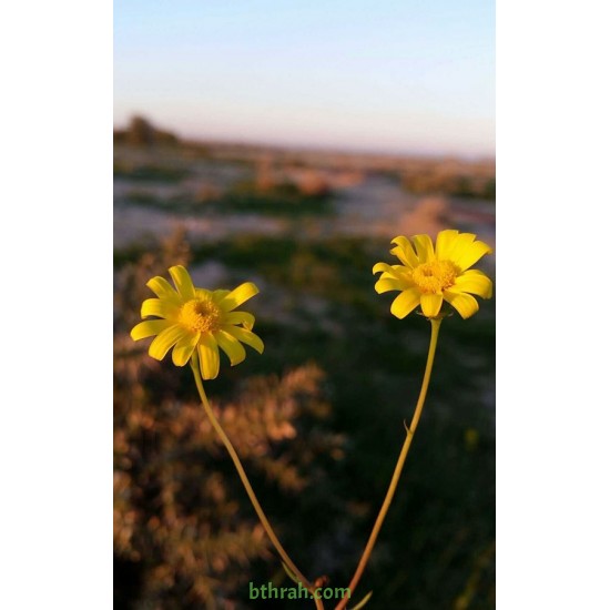 بذور نبات المكنان-Senecio glaucus بذور نبات المكنان-Senecio glaucus