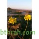 بذور نبات المكنان-Senecio glaucus بذور نبات المكنان-Senecio glaucus