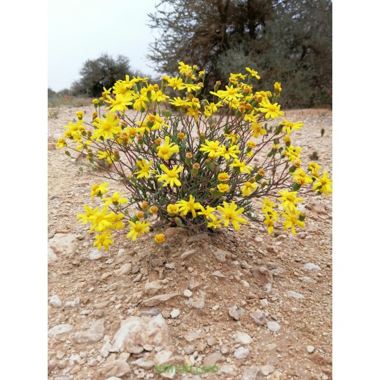 بذور نبات المكنان-Senecio glaucus بذور نبات المكنان-Senecio glaucus