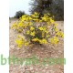 بذور نبات المكنان-Senecio glaucus بذور نبات المكنان-Senecio glaucus