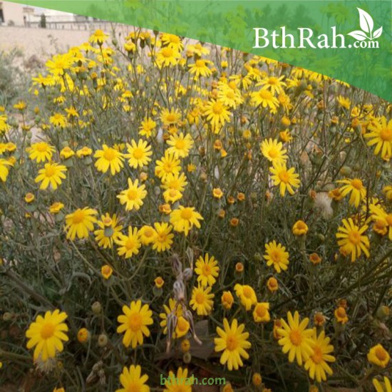 بذور نبات المكنان-Senecio glaucus بذور نبات المكنان-Senecio glaucus