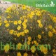 بذور نبات المكنان-Senecio glaucus بذور نبات المكنان-Senecio glaucus